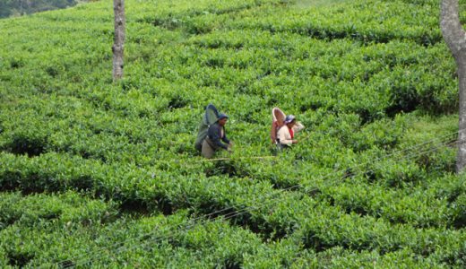 憧れの工場見学！スリランカ紅茶の代名詞「ヌワラエリヤ（Nuwara Eliya）」を周る！ , Nuwara Eliya , Sri Lanka