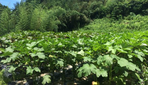 北海道から糸島に移住して、無農薬野菜を育てる「岡ファーム」
