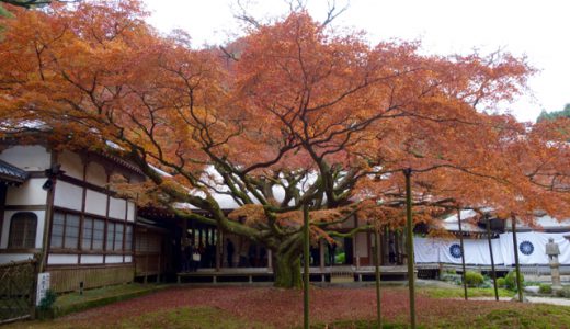 秋の歴史散策！福岡有数の紅葉が映える、雷山千如寺大悲王院
