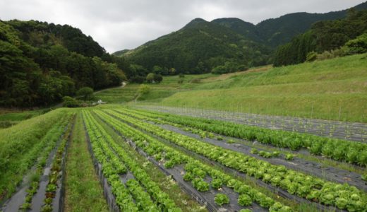 虫と珍しい野菜の楽園　糸島・寺本ダーウィン農園