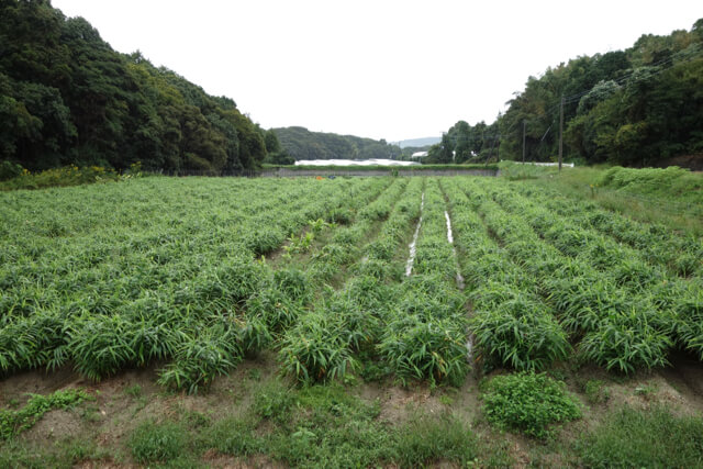 糸島で生姜やハーブを育てる 高倉農園 糸島ゲストハウス 前原宿ことのは