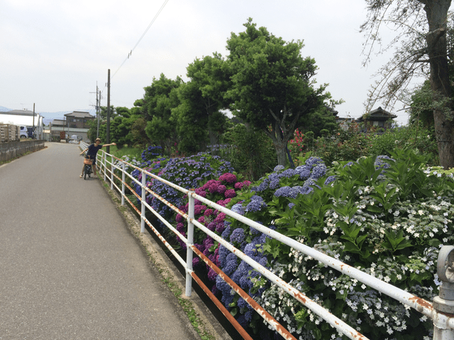 紫陽花が綺麗！