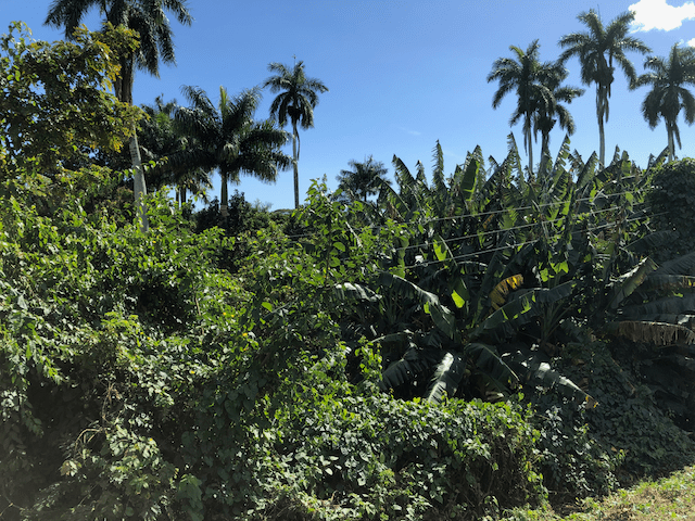 バナナの葉とおそらく陰にはコーヒーの木も！